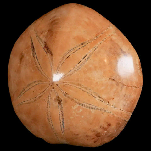 69MM Pygurus Marmonti Sea Urchin Fossil Sand Dollar Jurassic Age Madagascar - Fossil Age Minerals