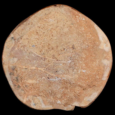 69MM Pygurus Marmonti Sea Urchin Fossil Sand Dollar Jurassic Age Madagascar - Fossil Age Minerals