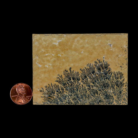 3.1" Pyrolusite Dendritic Sandstone Solnhofen Upper Jurassic Age West Germany - Fossil Age Minerals