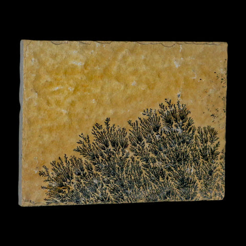 3.1" Pyrolusite Dendritic Sandstone Solnhofen Upper Jurassic Age West Germany - Fossil Age Minerals