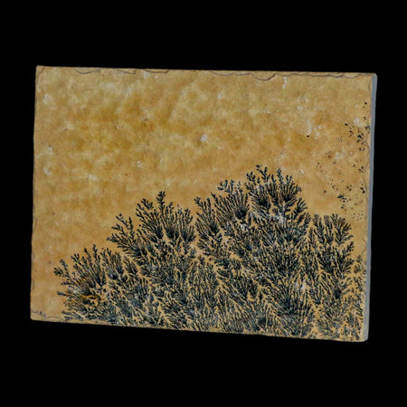 3.1" Pyrolusite Dendritic Sandstone Solnhofen Upper Jurassic Age West Germany