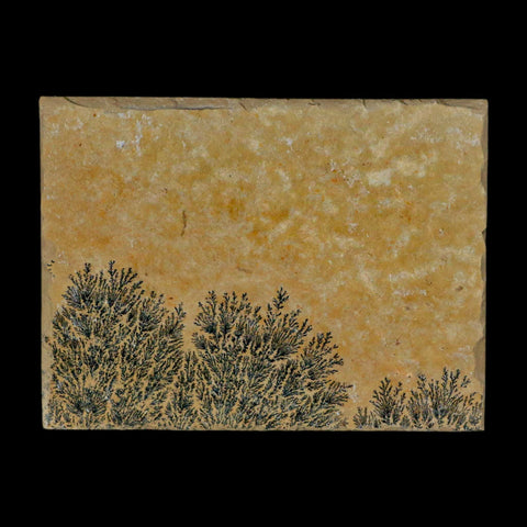 3.1" Pyrolusite Dendritic Sandstone Solnhofen Upper Jurassic Age West Germany - Fossil Age Minerals