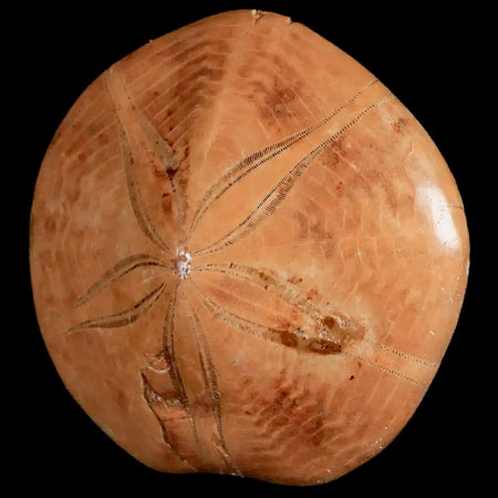 65MM Pygurus Marmonti Sea Urchin Fossil Sand Dollar Jurassic Age Madagascar