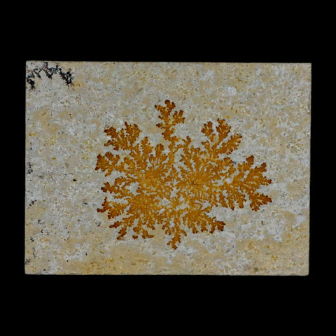 3.1" Pyrolusite Dendritic Sandstone Solnhofen Upper Jurassic Age West Germany - Fossil Age Minerals