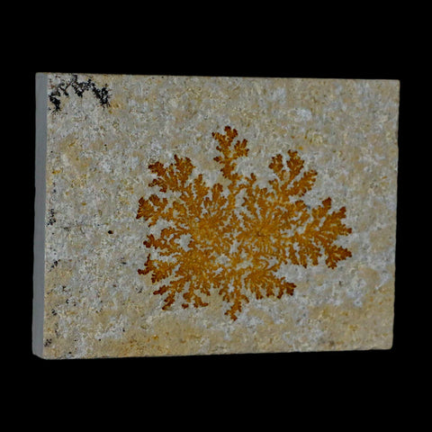 3.1" Pyrolusite Dendritic Sandstone Solnhofen Upper Jurassic Age West Germany - Fossil Age Minerals