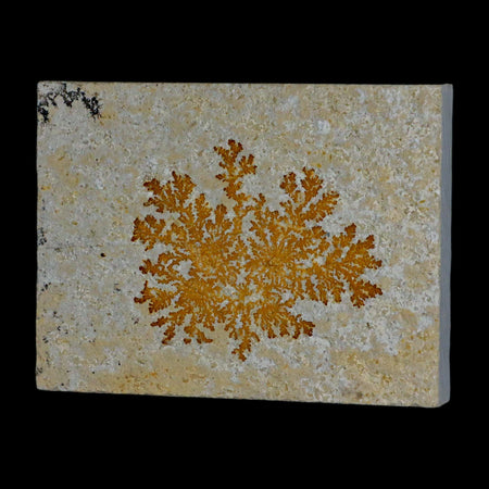 3.1" Pyrolusite Dendritic Sandstone Solnhofen Upper Jurassic Age West Germany