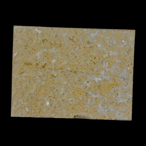 3.1" Pyrolusite Dendritic Sandstone Solnhofen Upper Jurassic Age West Germany - Fossil Age Minerals