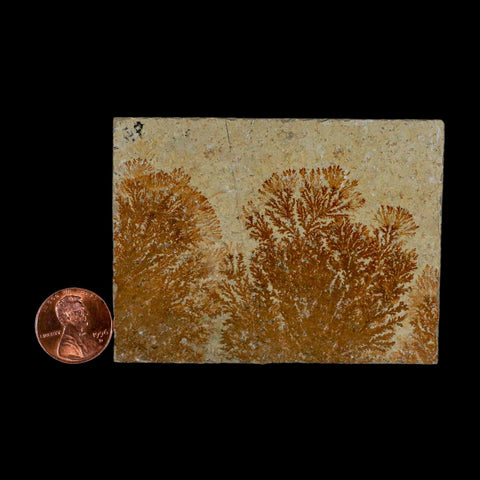 3.1" Pyrolusite Dendritic Sandstone Solnhofen Upper Jurassic Age West Germany - Fossil Age Minerals