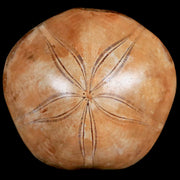 80MM Pygurus Marmonti Sea Urchin Fossil Sand Dollar Jurassic Age Madagascar