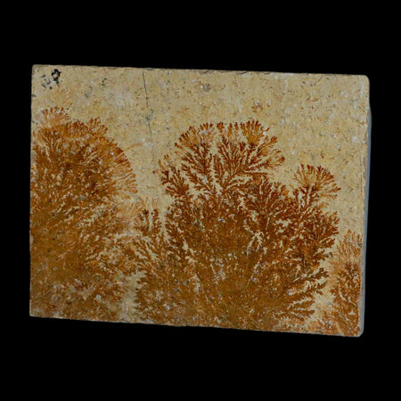 3.1" Pyrolusite Dendritic Sandstone Solnhofen Upper Jurassic Age West Germany