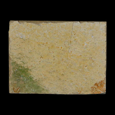 3.1" Pyrolusite Dendritic Sandstone Solnhofen Upper Jurassic Age West Germany - Fossil Age Minerals