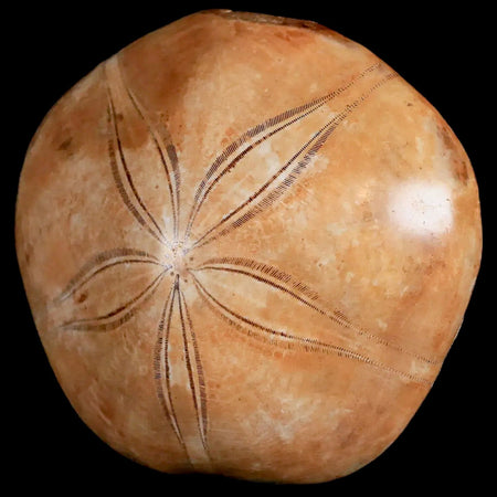 80MM Pygurus Marmonti Sea Urchin Fossil Sand Dollar Jurassic Age Madagascar