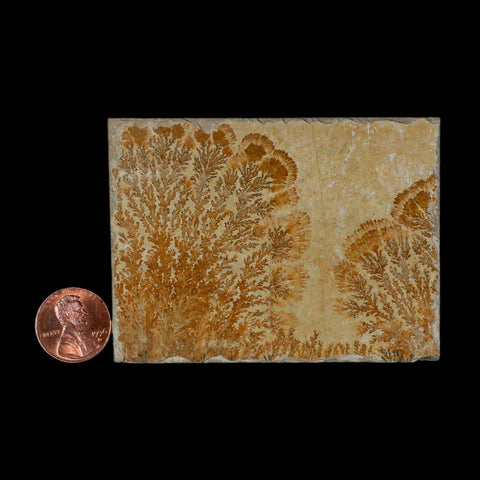 3.1" Pyrolusite Dendritic Sandstone Solnhofen Upper Jurassic Age West Germany - Fossil Age Minerals