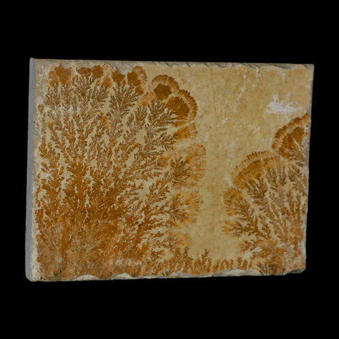 3.1" Pyrolusite Dendritic Sandstone Solnhofen Upper Jurassic Age West Germany - Fossil Age Minerals