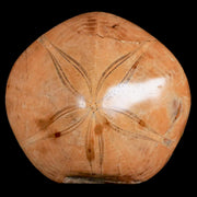 76MM Pygurus Marmonti Sea Urchin Fossil Sand Dollar Jurassic Age Madagascar