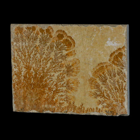 3.1" Pyrolusite Dendritic Sandstone Solnhofen Upper Jurassic Age West Germany