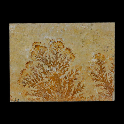 3.1" Pyrolusite Dendritic Sandstone Solnhofen Upper Jurassic Age West Germany - Fossil Age Minerals