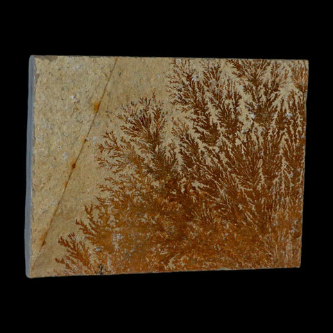 3.1" Pyrolusite Dendritic Sandstone Solnhofen Upper Jurassic Age West Germany - Fossil Age Minerals