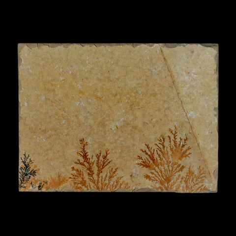 3.1" Pyrolusite Dendritic Sandstone Solnhofen Upper Jurassic Age West Germany - Fossil Age Minerals