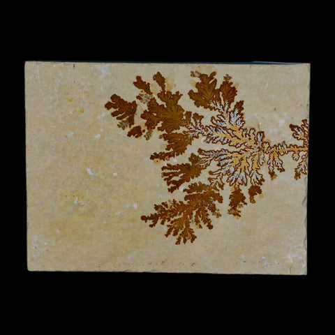 3.1" Pyrolusite Dendritic Sandstone Solnhofen Upper Jurassic Age West Germany - Fossil Age Minerals