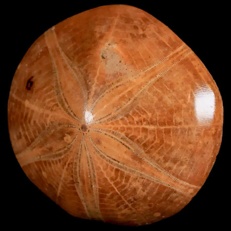 54MM Pygurus Marmonti Sea Urchin Fossil Sand Dollar Jurassic Age Madagascar