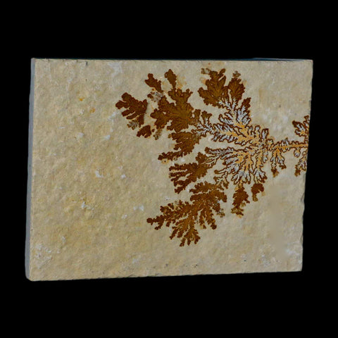 3.1" Pyrolusite Dendritic Sandstone Solnhofen Upper Jurassic Age West Germany - Fossil Age Minerals