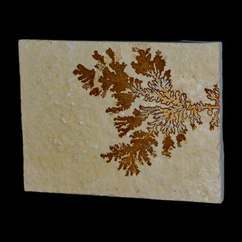 3.1" Pyrolusite Dendritic Sandstone Solnhofen Upper Jurassic Age West Germany - Fossil Age Minerals