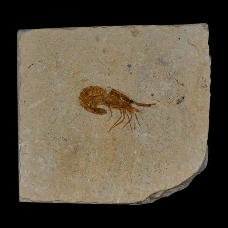 1.2" Fossil Shrimp Carpopenaeus Cretaceous Age 100 Mil Yrs Old Lebanon COA