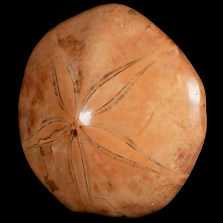 79MM Pygurus Marmonti Sea Urchin Fossil Sand Dollar Jurassic Age Madagascar