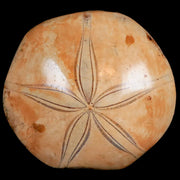 73MM Pygurus Marmonti Sea Urchin Fossil Sand Dollar Jurassic Age Madagascar