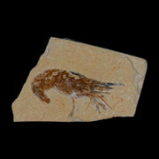 2.5" Fossil Shrimp Carpopenaeus Cretaceous Age 100 Mil Yrs Old Lebanon COA