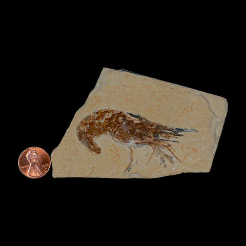 2.5" Fossil Shrimp Carpopenaeus Cretaceous Age 100 Mil Yrs Old Lebanon COA - Fossil Age Minerals