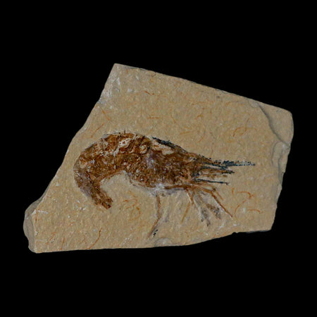 2.5" Fossil Shrimp Carpopenaeus Cretaceous Age 100 Mil Yrs Old Lebanon COA