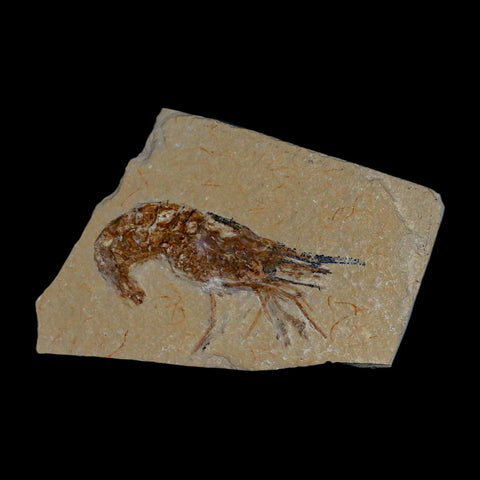 2.5" Fossil Shrimp Carpopenaeus Cretaceous Age 100 Mil Yrs Old Lebanon COA - Fossil Age Minerals