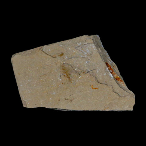 2.5" Fossil Shrimp Carpopenaeus Cretaceous Age 100 Mil Yrs Old Lebanon COA - Fossil Age Minerals