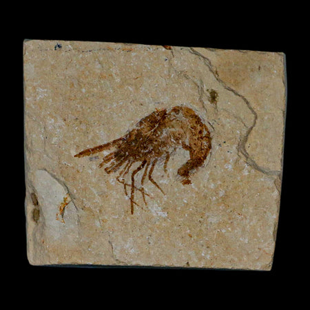 1.4" Fossil Shrimp Carpopenaeus Cretaceous Age 100 Mil Yrs Old Lebanon COA