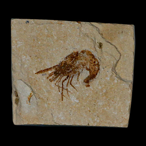 1.4" Fossil Shrimp Carpopenaeus Cretaceous Age 100 Mil Yrs Old Lebanon COA - Fossil Age Minerals