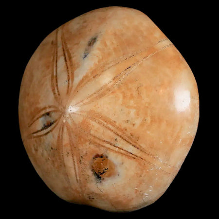 69MM Pygurus Marmonti Sea Urchin Fossil Sand Dollar Jurassic Age Madagascar