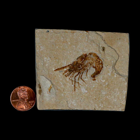 1.4" Fossil Shrimp Carpopenaeus Cretaceous Age 100 Mil Yrs Old Lebanon COA - Fossil Age Minerals