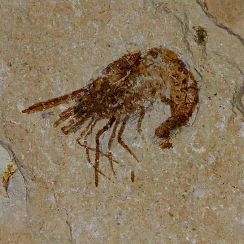 1.4" Fossil Shrimp Carpopenaeus Cretaceous Age 100 Mil Yrs Old Lebanon COA - Fossil Age Minerals