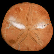 66MM Pygurus Marmonti Sea Urchin Fossil Sand Dollar Jurassic Age Madagascar