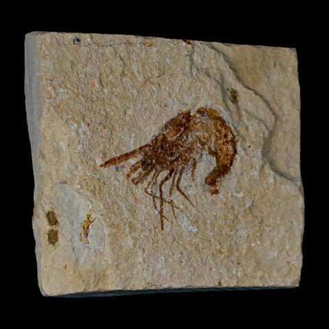 1.4" Fossil Shrimp Carpopenaeus Cretaceous Age 100 Mil Yrs Old Lebanon COA - Fossil Age Minerals