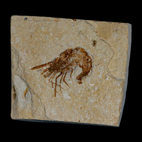 1.4" Fossil Shrimp Carpopenaeus Cretaceous Age 100 Mil Yrs Old Lebanon COA - Fossil Age Minerals