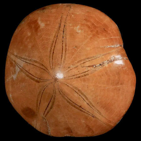 66MM Pygurus Marmonti Sea Urchin Fossil Sand Dollar Jurassic Age Madagascar