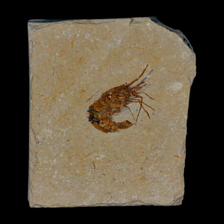 1.1" Fossil Shrimp Carpopenaeus Cretaceous Age 100 Mil Yrs Old Lebanon COA