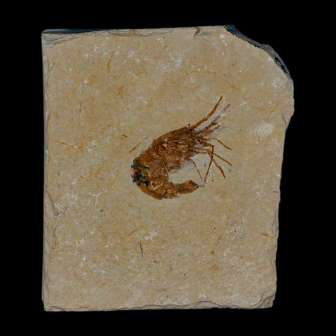 1.1" Fossil Shrimp Carpopenaeus Cretaceous Age 100 Mil Yrs Old Lebanon COA - Fossil Age Minerals