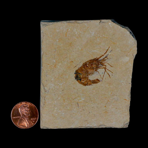 1.1" Fossil Shrimp Carpopenaeus Cretaceous Age 100 Mil Yrs Old Lebanon COA - Fossil Age Minerals