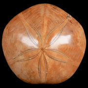 67MM Pygurus Marmonti Sea Urchin Fossil Sand Dollar Jurassic Age Madagascar
