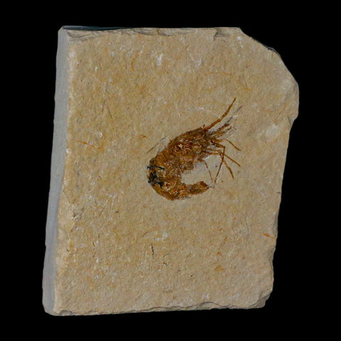 1.1" Fossil Shrimp Carpopenaeus Cretaceous Age 100 Mil Yrs Old Lebanon COA - Fossil Age Minerals