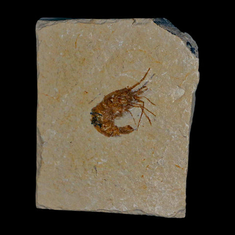 1.1" Fossil Shrimp Carpopenaeus Cretaceous Age 100 Mil Yrs Old Lebanon COA - Fossil Age Minerals